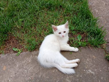 Bahçedeki beton yollarda beyaz genç bir kedi dinleniyor. Evcil hayvanların teması beyazdır. Güzel, sevimli bir kedi yeşil çimlerin üzerinde yatıyor..