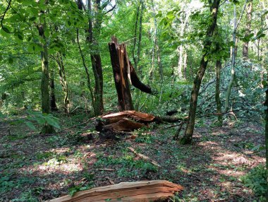 Birçok poliamin gövdesi ve meşe dalları olan ağaçlar fırtınalı bir kasırga ormanı süpürdükten sonra ormana saçıldı..