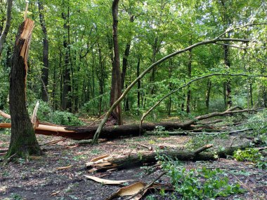 Fırtınadan sonra meşe ormanında kırılmış meşe ağaçları. Bir meşe ağacının gövdesi güçlü bir fırtına rüzgarı tarafından kırıldı..