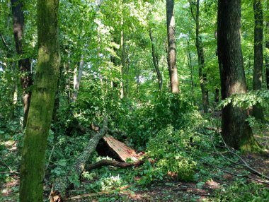 Şiddetli bir kasırgadan sonra kırık ağaçlar ormanın ortasında uzanıyor. Fırtına sonrası kurak bitkilerle dolu yaz ormanı.
