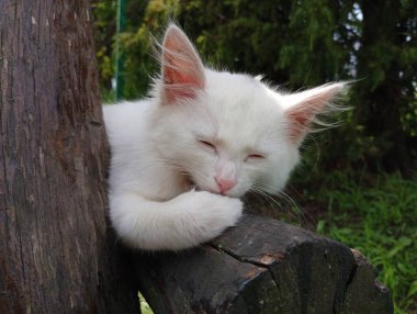 Beyaz bir kedi ahşap bir kütüğün üzerinde tatlı kapalı gözlerle uyur. Evcil hayvanlar yazın dışarıda dinleniyor..