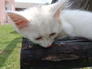 Güzel şirin bir kedi yavrusu tahta bir kütükte uyuyor. Dinlenen hayvanlar.