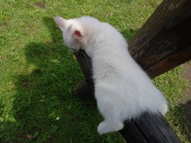 Sevimli beyaz bir kedi yavrusu zeminin üzerindeki tahta kirişin üzerinde duruyor. Ölü hayvanlar konusu..