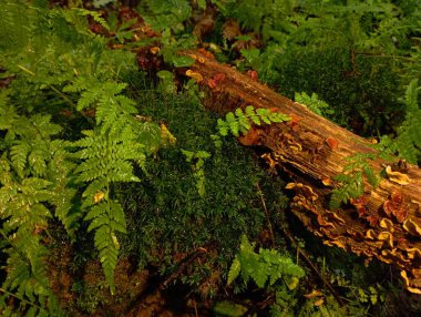 Ağaç mantarlarının yetiştiği kuru bir hornbeam dalına sahip, eğreltiotlarının arasında yeşil, kalın yosunlarda uzanan güzel bir orman arka planı..