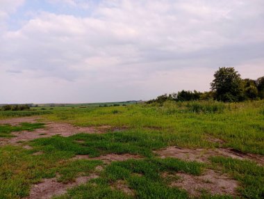Yazın yeşil bitkilerle dolu bir arazide güzel bir manzara ve güneşli bir günde çimenler..
