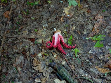 Bright red Archer's flower-bearer mushroom on the background of forest soil covered with fallen wet leaves. clipart