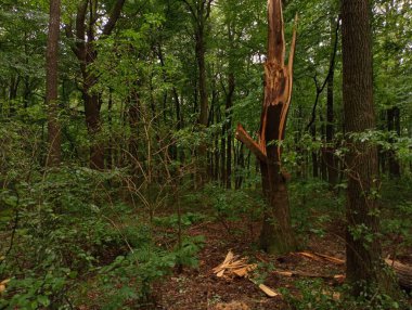 Kırık yeşil meşeler ve diğer ağaçlarla güçlü bir fırtınadan sonra bir orman. Ağır çatlakların kırıkları ormanın dört bir yanına dağılmış..