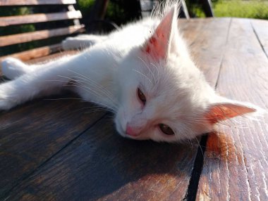 Genç beyaz bir kedi yavrusu bahçedeki ahşap bir masada uzanıyor ve yaz güneşinin altında güneşleniyor. Güzel evcil hayvanlar ve onların eğlenceleri.