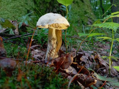 Ormanda güzel beyaz bir huş ağacı. Mantar toplama ve doğada eğlence konusu. Yaz aylarında yenilebilir orman mantarları.