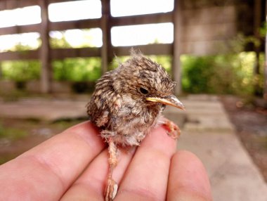 Eski bir endüstriyel beton objenin arka planında bir adamın elindeki serçe piliç. Genç piliçler ve insan bakımı.