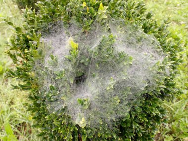 Bahçedeki yeşil bir çalılıkta bir ağ..