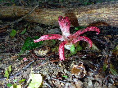 Archer 'ın mantarı ormanda yapraklarla kaplı bir ağacın kuru dalının yanında yetişir..