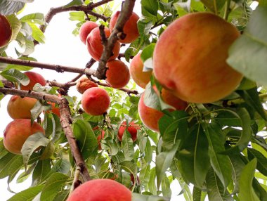 Bahçedeki mavi gökyüzüne karşı ağaç dalları üzerinde taze şeftalilerin arkaplanı. Ekolojik olarak temiz meyve yetiştirme konusu. Güzel tarımsal bahçe geçmişleri.