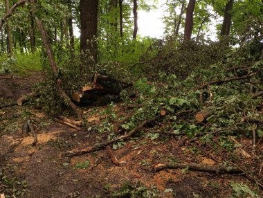 Sawn Oak dalları ormana saçılmış. Orman plantasyonlarının yok edilmesi. Ormanda odun toplama konusu..