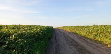 Soya tarlasından geçen toprak bir arazinin panoramik görüntüsü. Seyahat ve eğlence konusu. Tarım arazisi ve soya fasulyesi ekimi.