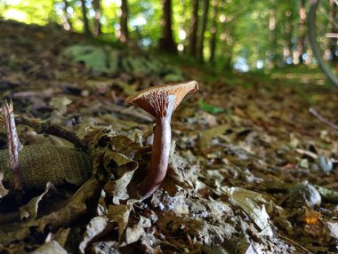 Ormandaki kahverengi narin mantar, düşmüş kahverengi yaprakların arka planına karşı. Zehirli mantarlar ve onların araştırmaları..