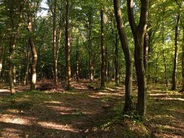 Yeşil yapraklı ağaçlarla yaz ormanlarında güzel bir manzara..