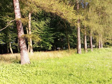 Güneşli bir yaz gününde, bir sıra kozalaklı ve yeşil çimlerle parkın manzarası. Uzun, çeşitli ağaçları olan güzel bir park..