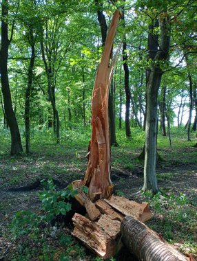 Ormandaki kırık bir kiraz ağacının arka planında ezilmiş bir gövde ve yeşil orman ağaçları. Doğal arka planlar ve yaz mevsiminde güzel manzaralar..