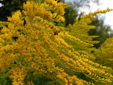 Sarı altın sarısı çiçekli bir arı. Goldenrod 'dan nektar topluyorum. Bal toplama sırasında tarla bitkileriyle doğal arkaplan.