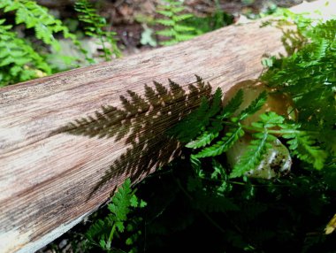 Yeşil eğrelti otunun içinde saklanan eski kuru bir dal, beyaz bir mantar yetiştirir. Ormandaki doğal arka plan ve dokular orman bitkileri ve mantarlarla.