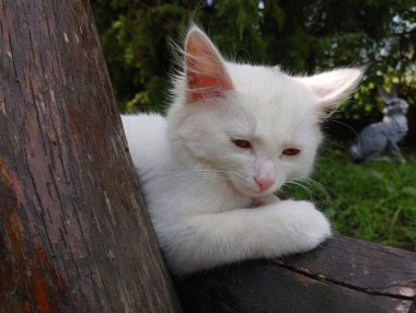 Beyaz bir kedi bahçe mobilyalarının ahşap bir çerçevesinde uzanıyor ve ılık yaz güneşinin altında uyukluyor. Evcil hayvanlar ve onların eğlenceleri.