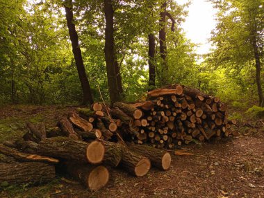 Kış için hazırlanmış odun kütükleri ormanda bir yığın halinde duruyor. Doğal kaynakların endüstriyel kullanımı konusu.