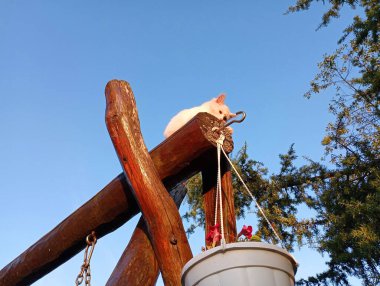 Genç beyaz bir kedi yavrusu bir bahçe salıncağının ahşap yapısına tırmandı ve ahşap odunlardan birinin üzerinde dinleniyor. Evcil hayvanlar konusu.