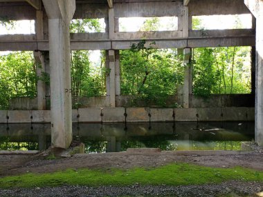 Ormandaki yeşil ağaçların arasında terk edilmiş bir girişimin eski beton duvarı. Ağaçlar arasındaki beton bir harabe yağmur suyuyla doludur. Endüstriyel altyapı ve dokular.