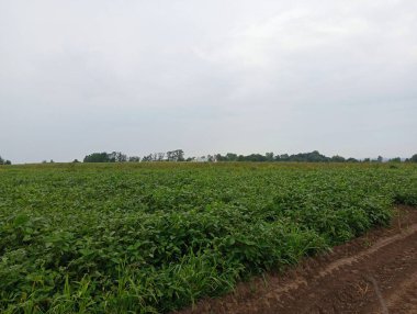 Soya fasulyesi ekili bir tarla. Tarım ve soya tohumu..