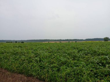 Yeşil soya fasulyeleriyle dolu bir arazide manzara. Yağmurlu bulutlu havada güzel tarım manzarası.