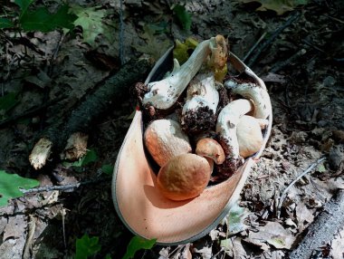 Bir kapak dolusu mantar. Sonbaharda ormanda bulunan enfes mantarlar ve bir şapkaya katlanmış bir güneşlik. Yenilebilir mantarlar ve bunların ormanda toplanıp aranması konusu. Hobiler ve açık hava eğlencesi.