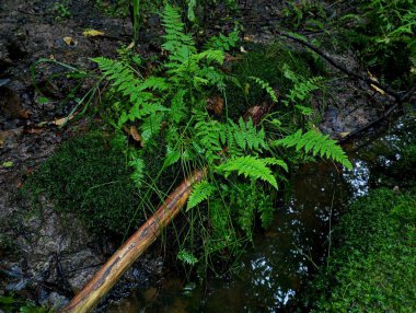 Ağaçtan düşen kuru bir ağaç dalı yosun kaplı eğreltiotunun üzerinde yatıyor. Ormanda dalları kuru eğreltiotu ve yeşil yosun. Doğal yaz ormanı geçmişi ve dokuları.