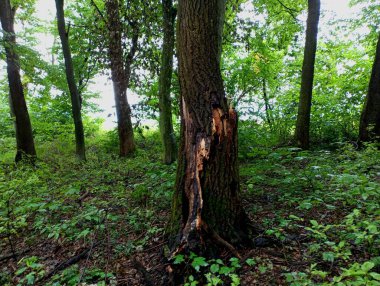 Ormanda kırık bir ağaç gövdesi. Ormanda büyük bir çatlak. Meşe ağacından yapılmış bir musluk..