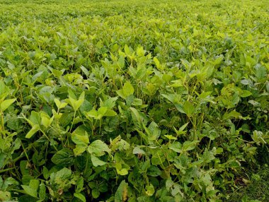Tarım arazisindeki yeşil soya bitkisinin dokusu. Tahıl endüstrisi ürünlerinin arka planı.