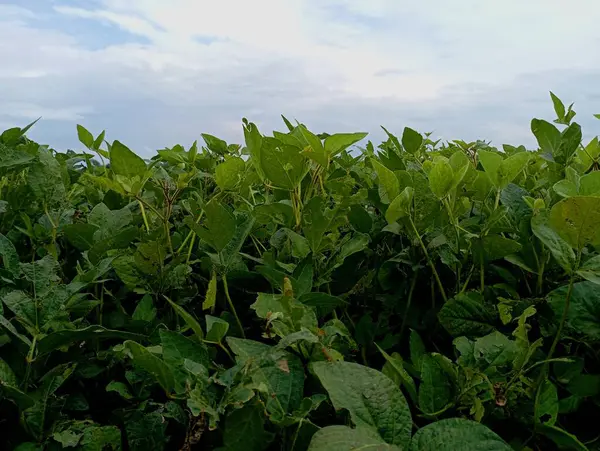 Mavi, açık bir gökyüzünün altındaki bir tarlada yeşil soya fasulyesi bitkileri. Geniş tarlalarda soya fasulyesi yetiştirme.