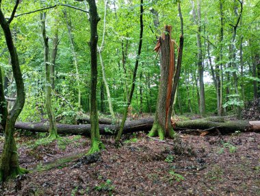 Yeşil ormandaki ağaçlar şiddetli bir fırtına sırasında rüzgarla kırıldı. Bir fırtına tarafından hasar görmüş bir orman. Kırık bir meşe gövdesi ve dalları ormana saçılmış..