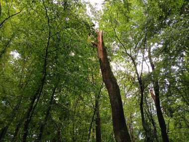 Ormanda kırık bir meşe ağacı. Yeşil bir ormanın arka planındaki bir ağacın kalıntıları. Yıldırım tarafından kırılan bir ağaç.