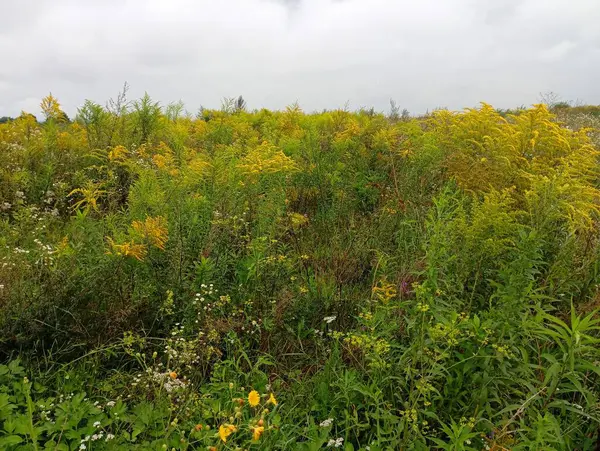 Sonbaharda mavi bulutlu bir gökyüzünün altındaki bir tarlada sarı altın çubuklu manzara. Tarla bitkilerinin doğal arka planında tarlada bal arıları.