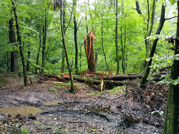Hasarlı bitki ve su birikintileriyle fırtına sonrası bir orman. Meşe ormanında kırılmış bir ağaç..