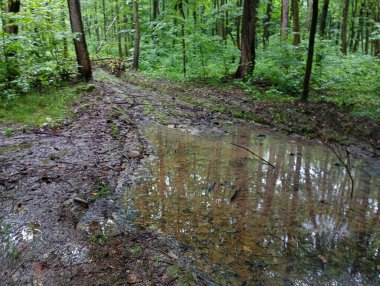 Yeşil meşe ormanlarında yazın bataklıkta büyük su birikintileri olan bozuk bir orman yolu. Orman yolu olan güzel bir manzara..