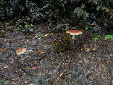 Ormanda kuru meşe yapraklarından oluşan arka planda iki zehirli beyaz mantar var..