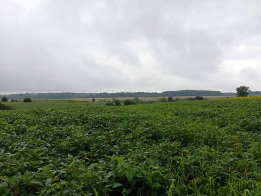 Bulutlu yağmurlu bir günde yeşil soya fasulyeleriyle dolu bir tarlada arazi..