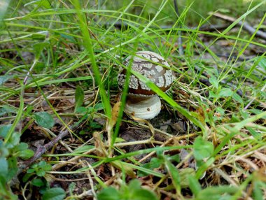 Ormandaki yeşil çimlerde siyah sinek agariği. Zehirli tehlikeli mantar. Ormanda sonbaharda doğa ve mantar koleksiyonu.