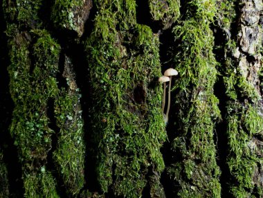 Ağaç gövdesinin yüzeyindeki kırılgan mikroskobik mantarlar. Zehirli orman mantarları parazittir..