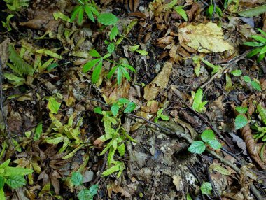 Düşen kuru yapraklar ve içinde yetişen yeşil bitkilerin orman arka planı. Doğal altyapıları ve orman zeminleri.