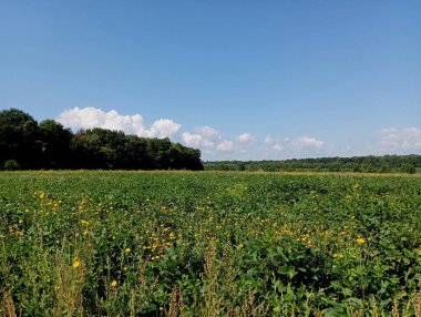 Yazın yeşil bir meşe ormanının yakınındaki yeşil çimlerle kaplı bir arazide manzara. Tarlaların üstündeki mavi gökyüzü. Güzel doğa..