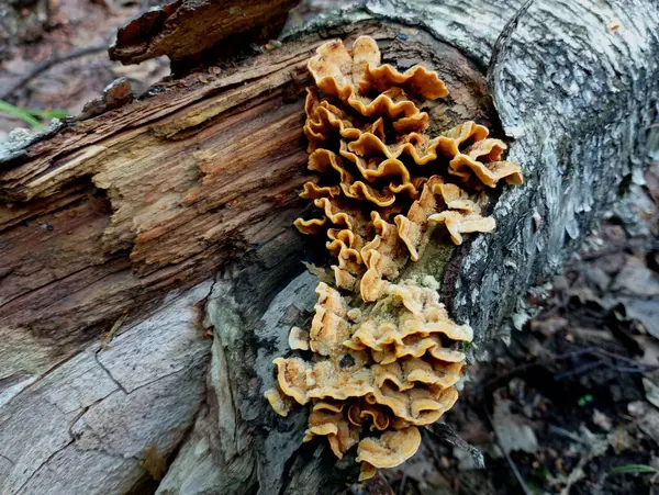 stock image Natural background with forest parasitic mushrooms on an old orange branch. Poisonous mushrooms on wood.