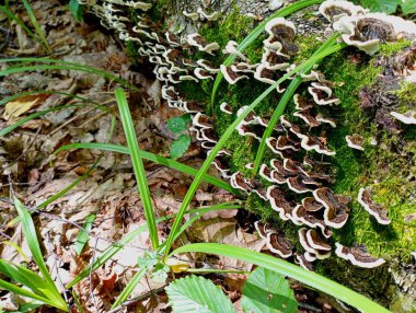 Tree mushrooms on an old birch trunk in a forest covered with green thick moss. Natural forest autumn backgrounds and textures. clipart