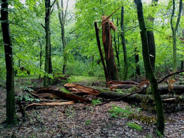 Şiddetli rüzgar ve fırtınadan sonra ormandaki kırık ağaçlar. Yeşil bir ormanın arka planında kırılmış meşe ağaçları..